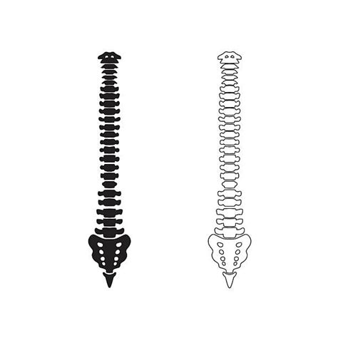 Best Human Spine Illustrations Royalty Free Vector