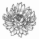 Zinnia Flowers Surfnetkids Coloring sketch template