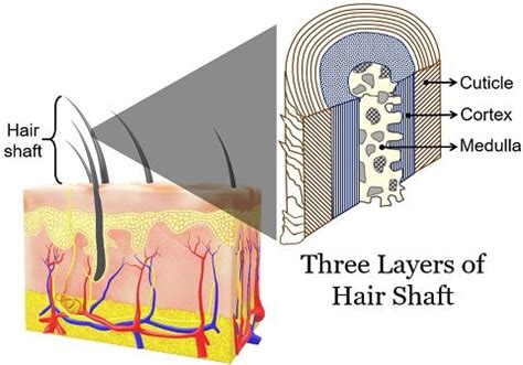 layers  hair shaft cuticle cortex  medulla biology reader