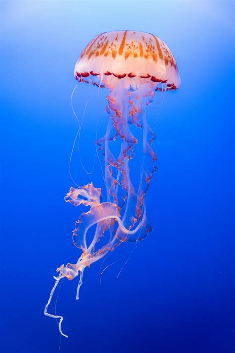 jellyfish pictures hd   images  unsplash