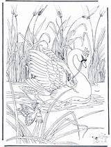 Coloring Pages Swan Swans Funnycoloring Birds Fairy Popular Advertisement sketch template