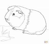 Coloring Guinea Pig Pages Cute Pigs Printable Baby Print Drawing Color Animals Sheets Animal Supercoloring Crafts Template Ginnie Kids Nature sketch template