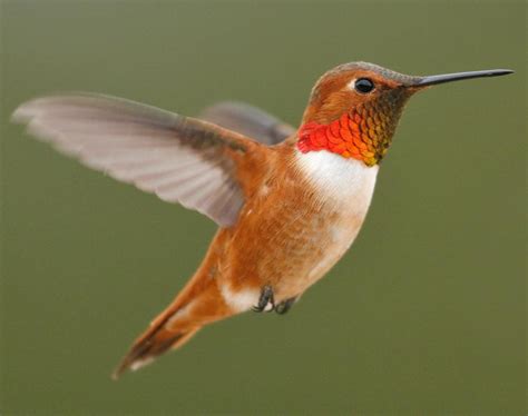 rufous hummingbird migration range diet facts pictures
