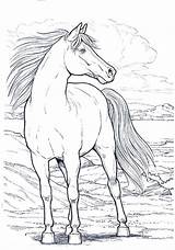 Cavalo Cavalos Desenho Colorindo Colorido sketch template