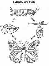 Monarch Ciclo Farfalla Diagram Schmetterling Worksheet Vitale Borboleta Cycles Stages Raupe Colorir Butterflies Animal Papillon Cykl Lebenszyklus Motyl Motyla Kolorowanka sketch template