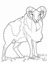 Sheep Coloring Mouflon Wild Pages Bighorn Printable Mountain Rocky Color Drawing Supercoloring Animal Colouring Categories Version Click sketch template