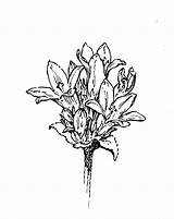 Campanula Coloring Glomerata Flower 1000px 56kb Copyright Drawings sketch template