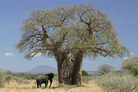 afrikanischer elefant unter baobab schoepfung