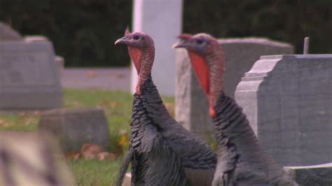 renegade turkey prompts 911 calls
