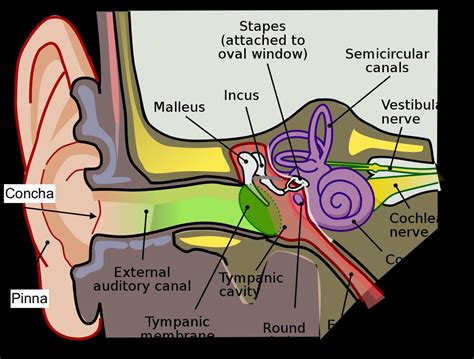 human hear sound  hearing mechanism explained headphonesty