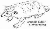 Badger Coloringbay Badgers Animals sketch template