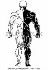 Bodybuilding Bodybuilder sketch template