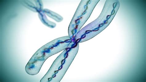 Human Y Chromosome Has Enough Genes To Stay For Millions Of Years