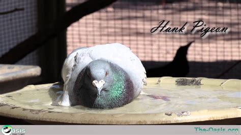 meet  residents  day   dove spa youtube