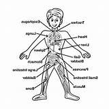 System Drawing Circulatory Skeletal Human Cardiovascular Draw Label Getdrawings Skeleton sketch template