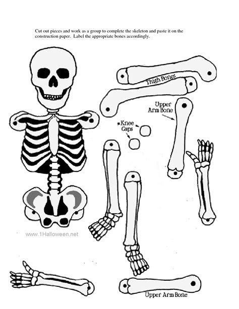 human biology skeletal system quiz skeleton craft halloween crafts