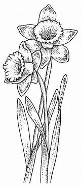 Daffodil Drawing Flower Coloring Pages Daffodils Clipart Flowers Stencil Tattoo Zentangle Snowdrop Draw Colouring Drawings Clip Adult Library Stencils Book sketch template