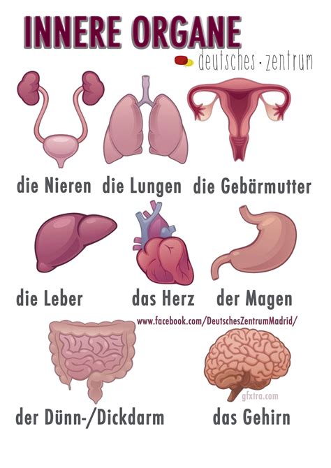 anatomie mensch organe deutsch