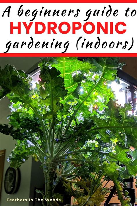 hydroponic gardening  beginners   hydroponic gardening