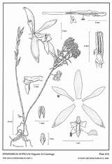 Santiago Epidendrum Swiss Subgroup Orchid Aberrans Hágsater Foundation 2006 Drawing Type Group sketch template