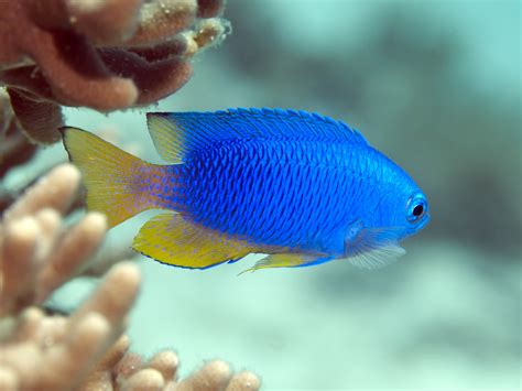 beginners guide  tropical fish identification scuba diver life
