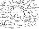 Platypus sketch template