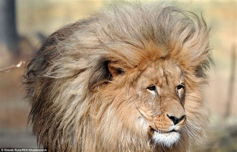 lions mane    main attraction  czech zoo daily mail