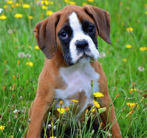 surprising facts  boxer dogs boxer puppies boxer dogs boxer