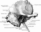 Temporal Bone Surface Outer Right Anatomy Etc Side Clipart Usf Edu Seen Original Large sketch template