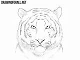 Tiger Draw Drawing Head Easy Face Drawings Paintingvalley Animals Drawingforall Steps sketch template