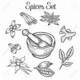 Spices sketch template