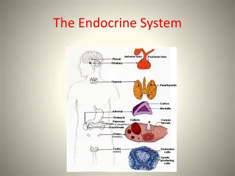 Ppt The Endocrine System Powerpoint Presentation Free