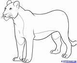 Lioness Lion Female Draw Coloring Pages Drawing Sketch Step Colouring Printable Drawings Kids Sheets Cubs Projects School Visit Print Sketches sketch template