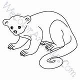 Kinkajou Coloring Pages Click sketch template
