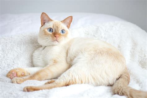 flame point siamese cat info facts traits pictures faqs