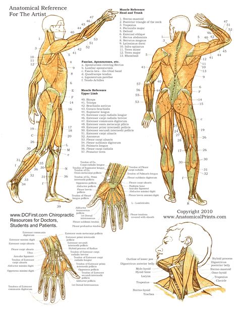 printable  anatomy study guides