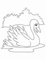 Coloring Pages Swan Kids Animals Colouring Getcolorings Printable sketch template
