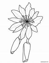 Bitterroot Flowers Spring Yellowstone Park Coloring Two Domain Want These Public sketch template