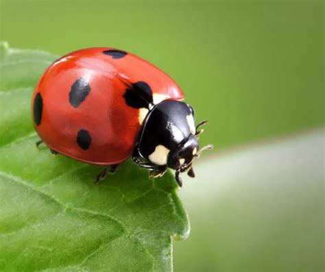 fun ladybug facts  kids