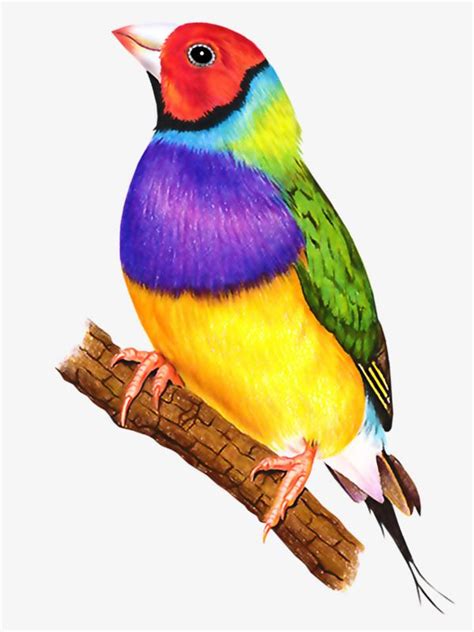 colorful birds bird drawings colorful birds watercolor bird