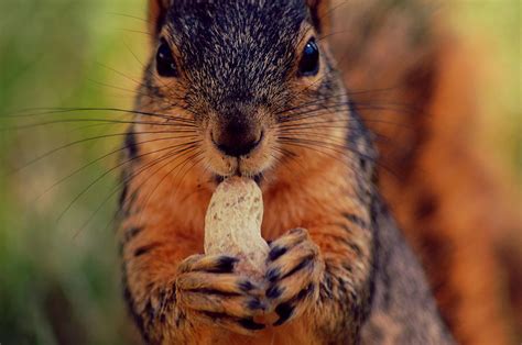 nut eating squirrel photograph  daniel martinez fine art america