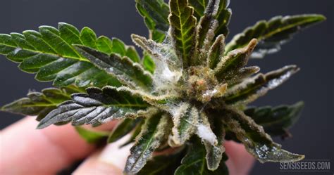 bud rot   prevent   powdery mildew  cannabis mould