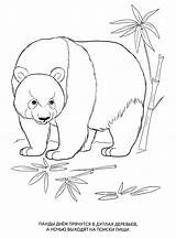 Wild Coloring Animals Pages Animal Panda Kids Print sketch template