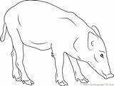 Boar Coloring Indian Pages Coloringpages101 sketch template