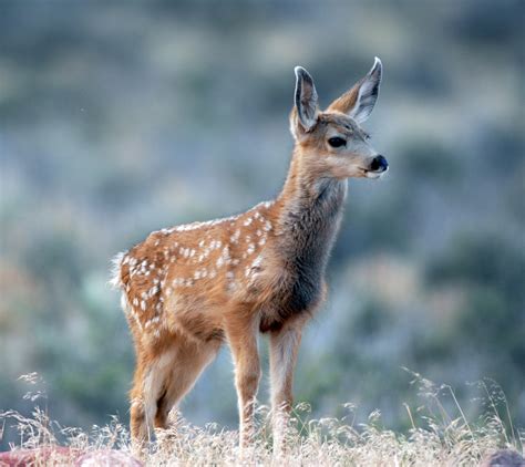 encounter deer fawn st george news