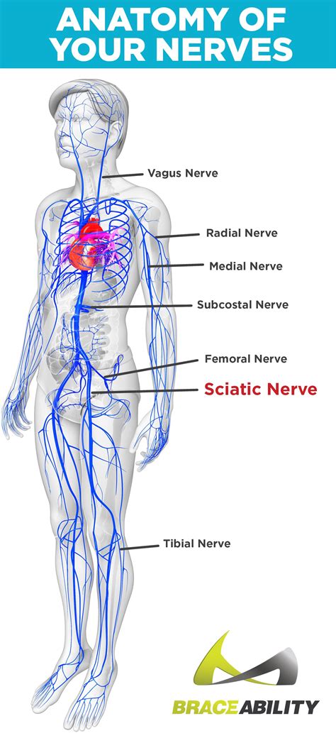 sciatica pinched nerve pain symptoms    treatment