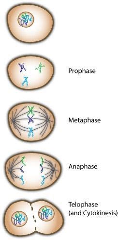 prophase metaphase anaphase telophase biology units cell biology