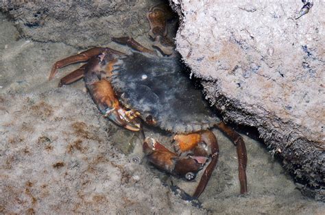 fact sheet brown mud crab department  primary industries