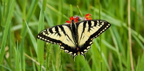 canadian tiger swallowtail papilio canadensis