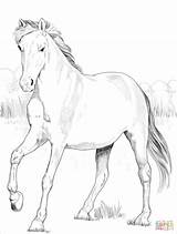 Coloring Pages Mustang Horse Spanish Printable Drawing sketch template